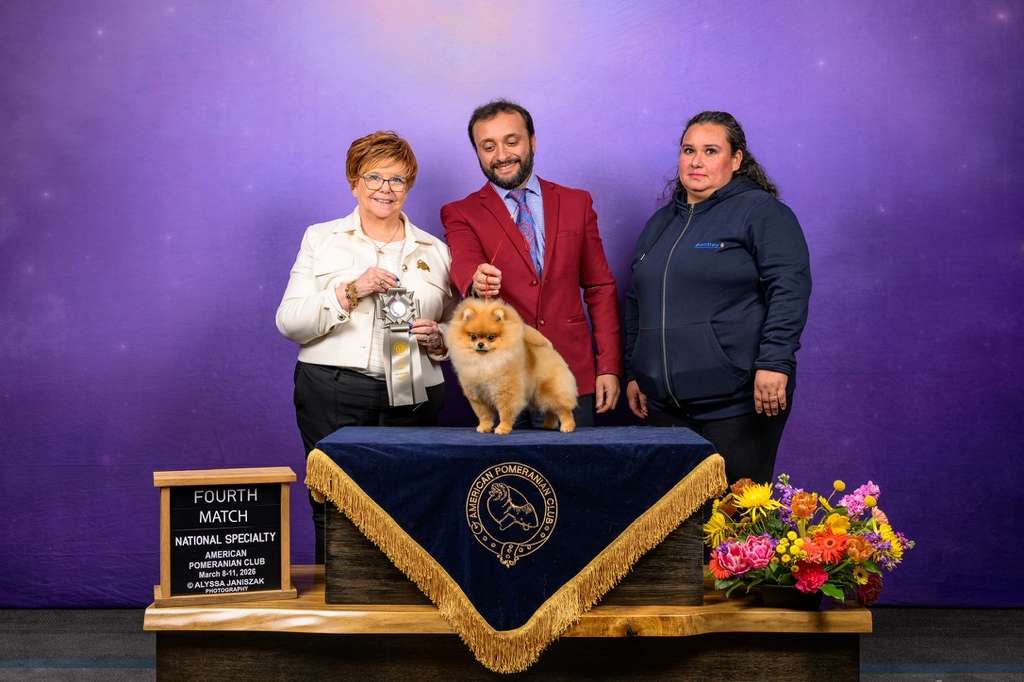Suxy, pomerania Reserve Winners Bitch en Louisville