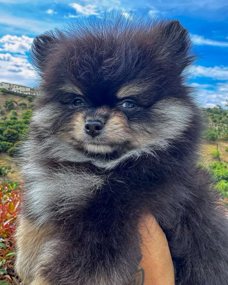 Pomerania cachorro negro-fuego