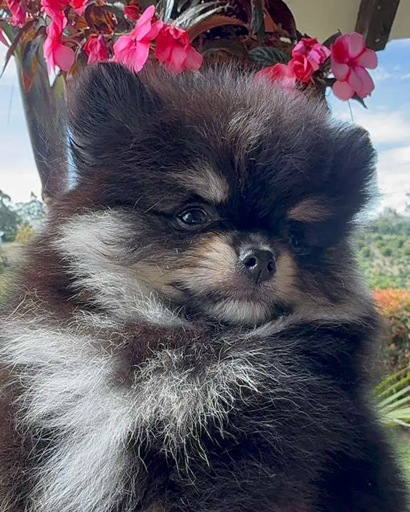 Pomerania cachorro negro-fuego junto a flores rosadas