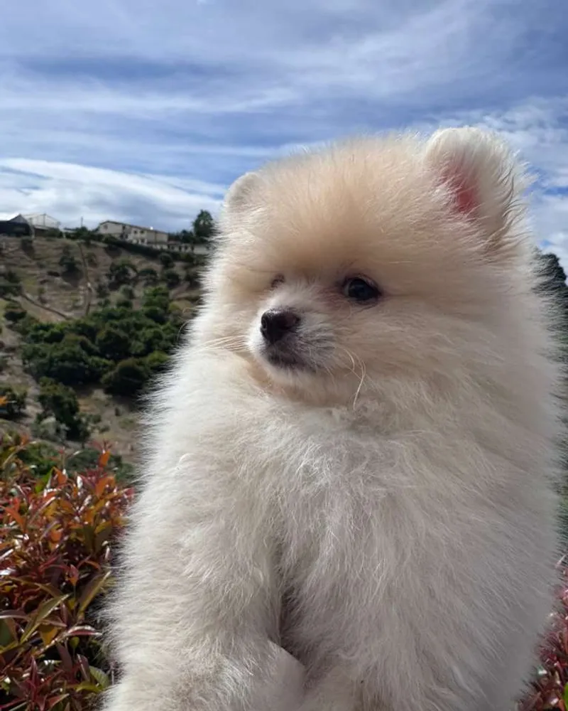 Pomerania cachorro crema de perfil