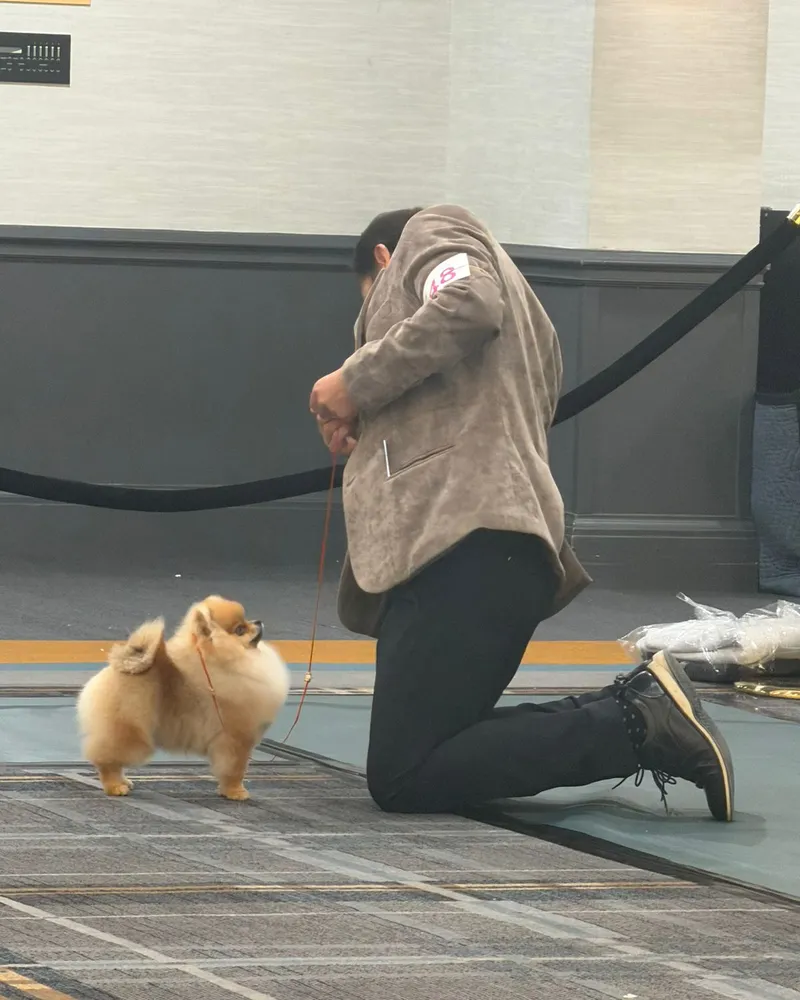 Pomerania en el ring de exposición