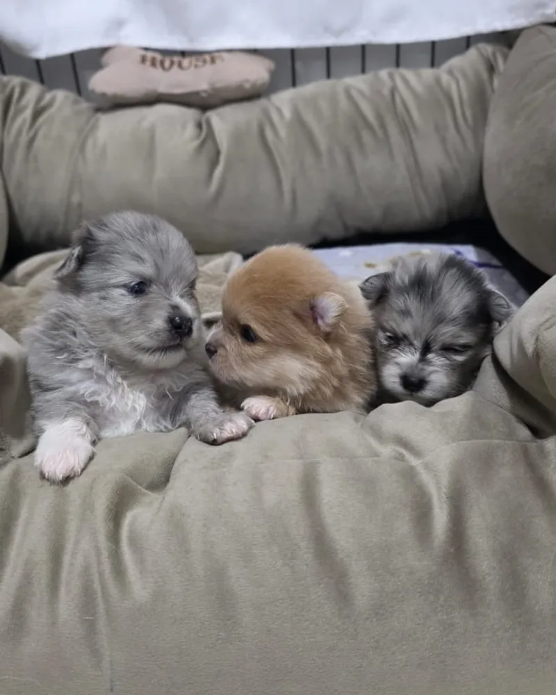 Tres cachorros pomerania recién nacidos descansando en su camita dentro de la casa