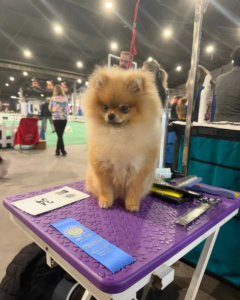 Pomerania adulto de la casa con listón azul de primer puesto en exposición AKC